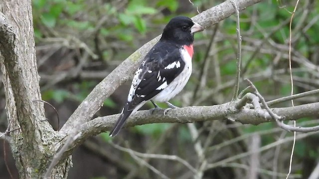 rosenbrysttykknebb - ML634630718