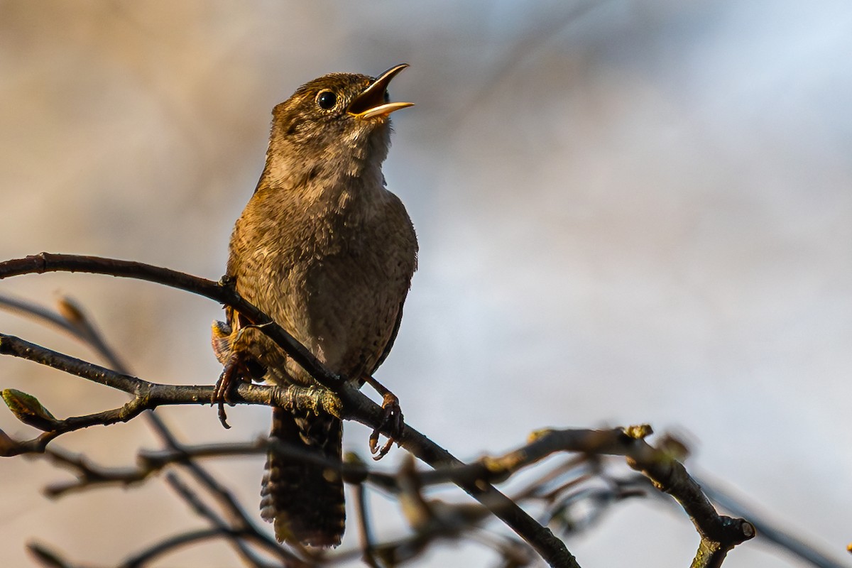 Northern House Wren - ML634630728