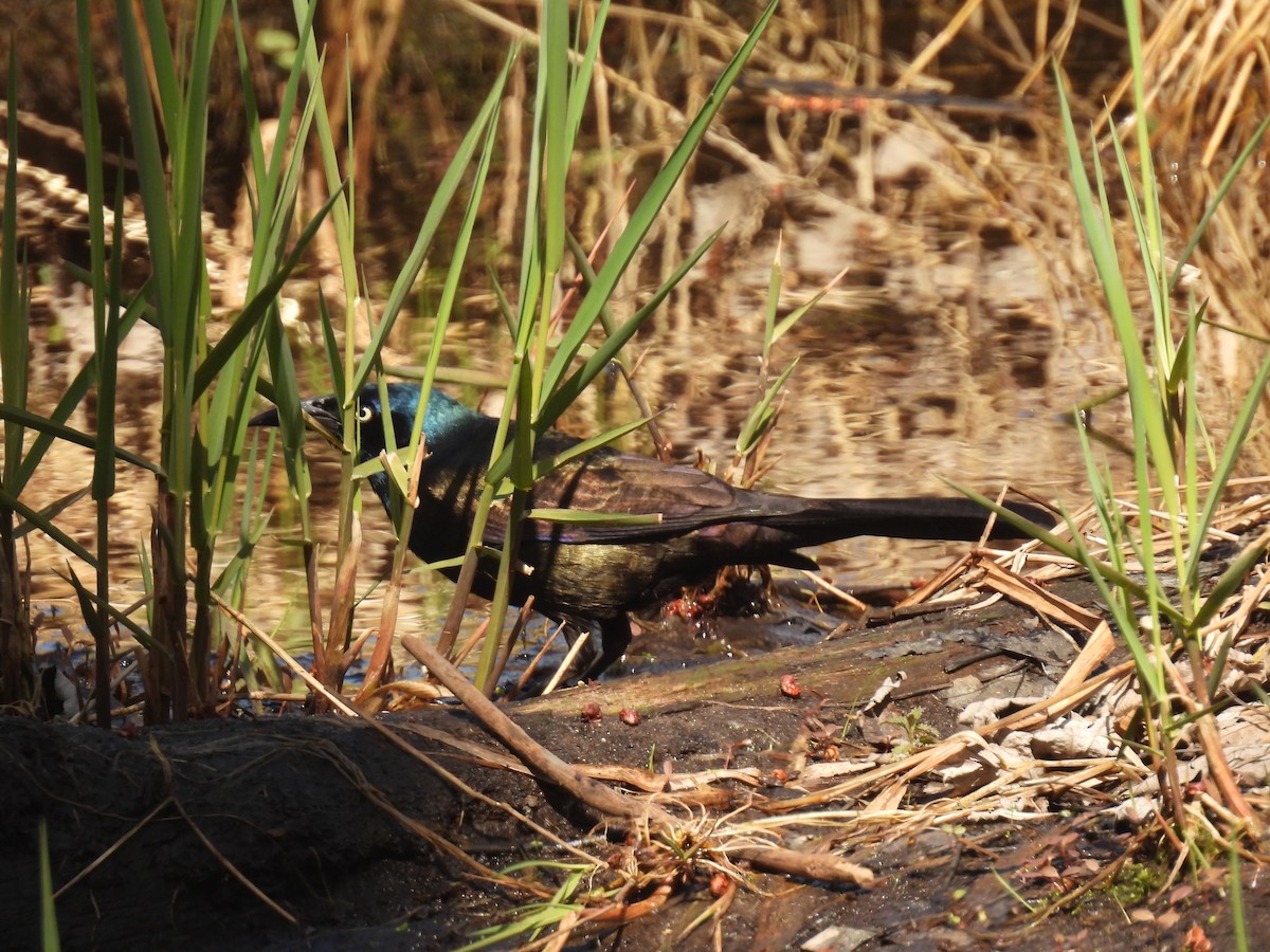 Common Grackle - ML634630731