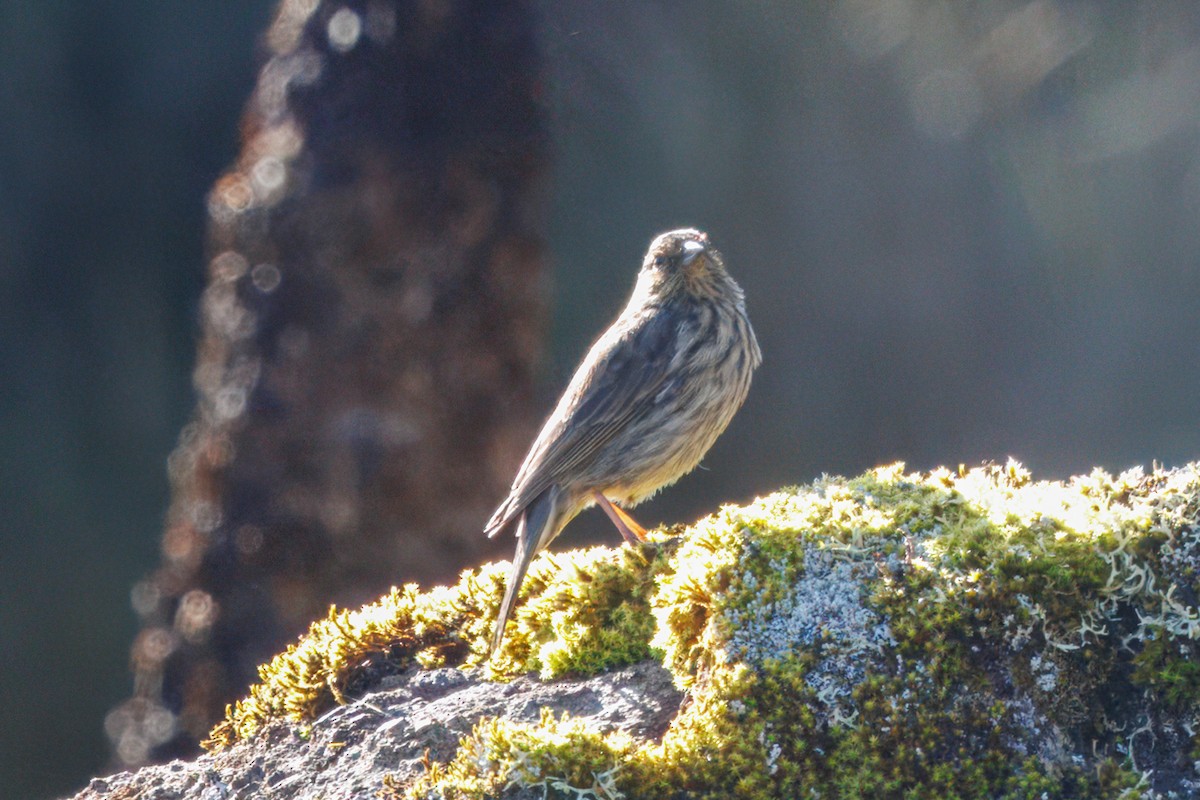 Plumbeous Sierra Finch - ML634630735