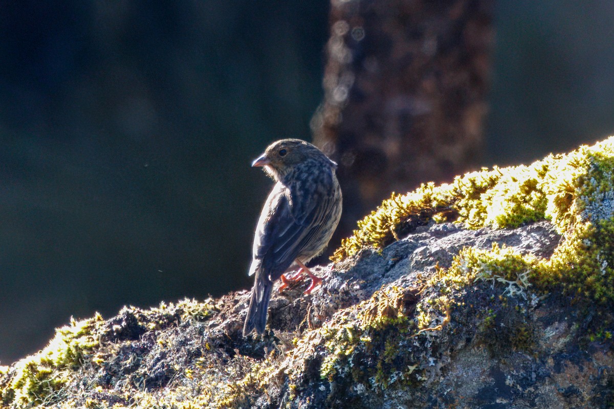 Plumbeous Sierra Finch - ML634630736
