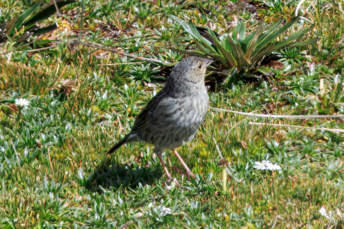Plumbeous Sierra Finch - ML634630737