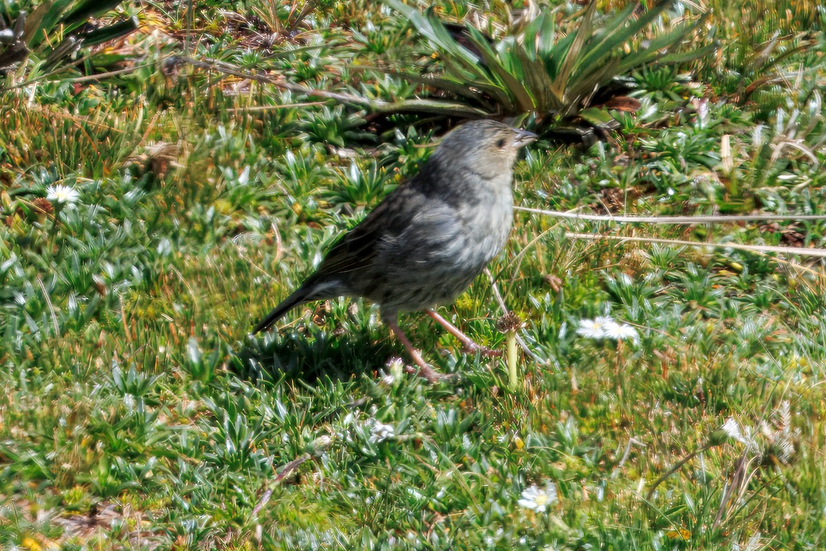 Plumbeous Sierra Finch - ML634630738