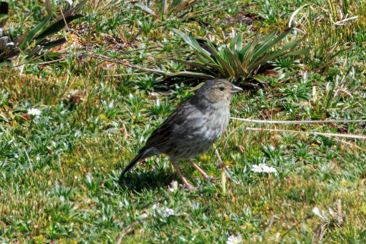 Plumbeous Sierra Finch - ML634630739