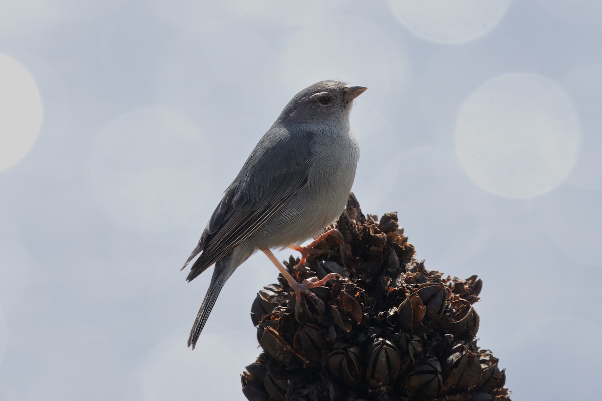Plumbeous Sierra Finch - ML634630740