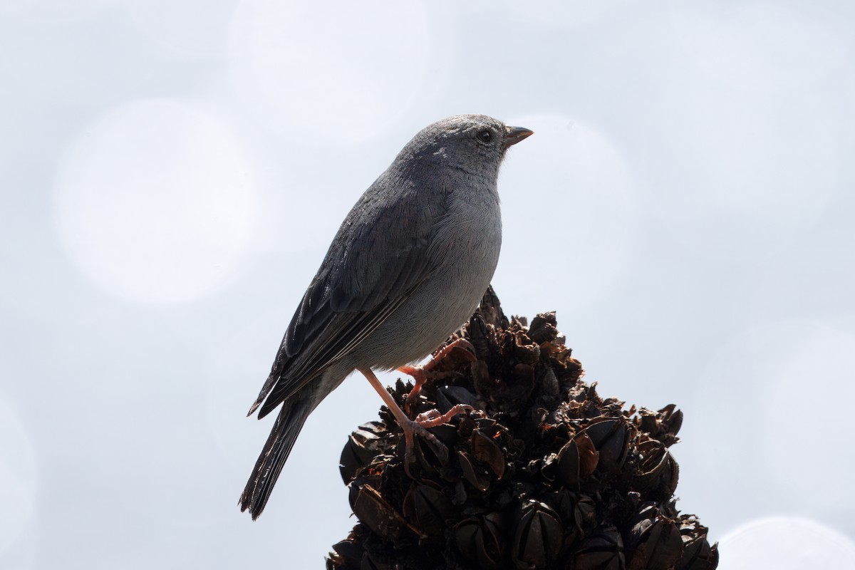 Plumbeous Sierra Finch - ML634630741