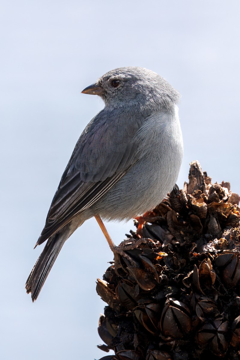 Plumbeous Sierra Finch - ML634630742