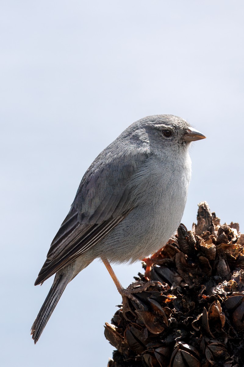Plumbeous Sierra Finch - ML634630743