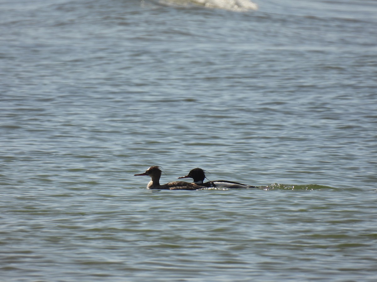 Сэвгэр бохио - ML634630765