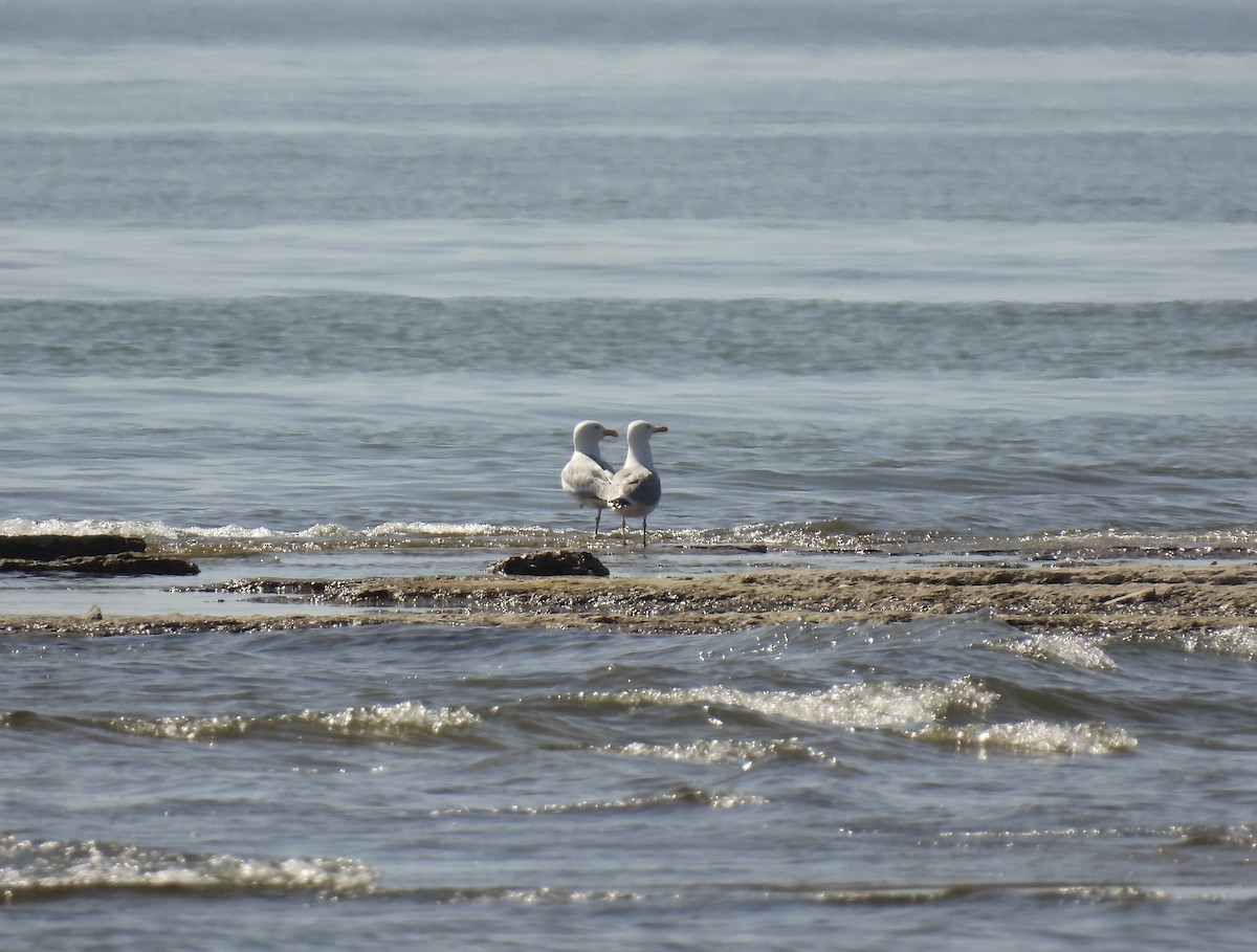 American Herring Gull - ML634630795