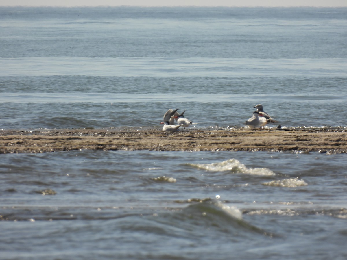 Морин хараалай - ML634630847