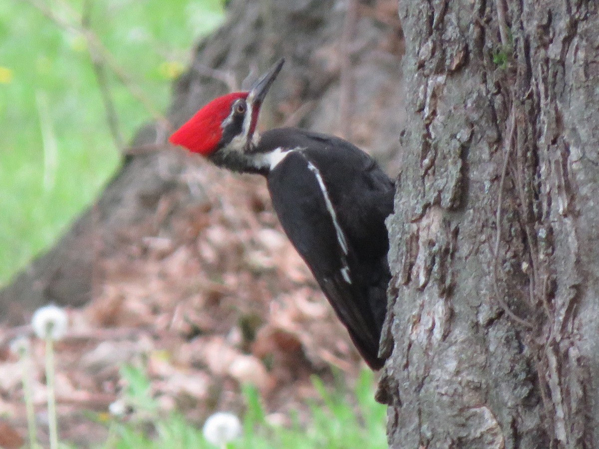 Pileated Woodpecker - ML634630896