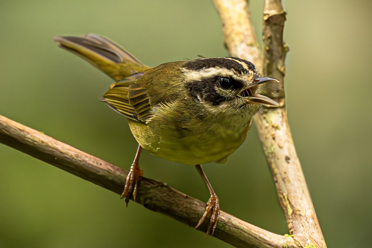 Dreistreifen-Waldsänger - ML634630908