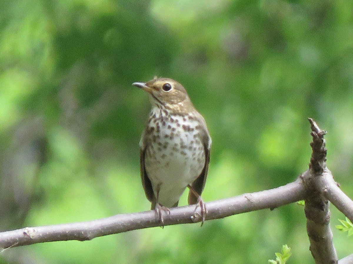 Tordo di Swainson - ML634630924