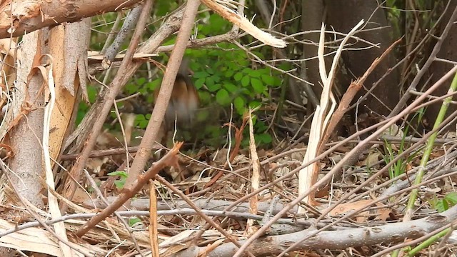 Eastern Towhee - ML634631060