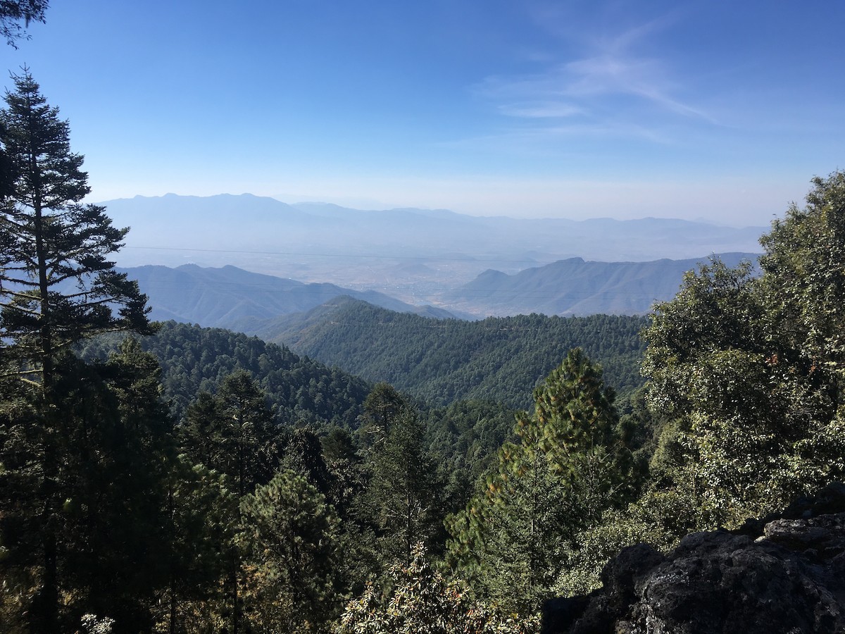 null - ML634631080