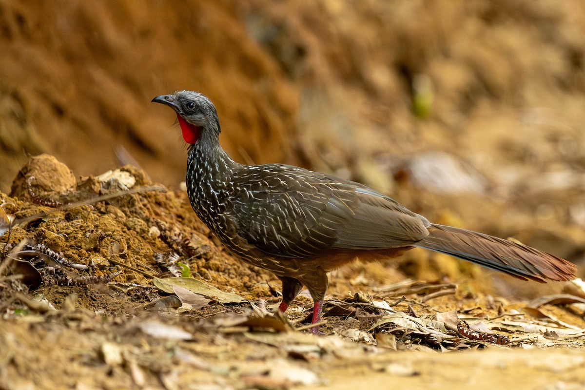 Band-tailed Guan - ML634631114
