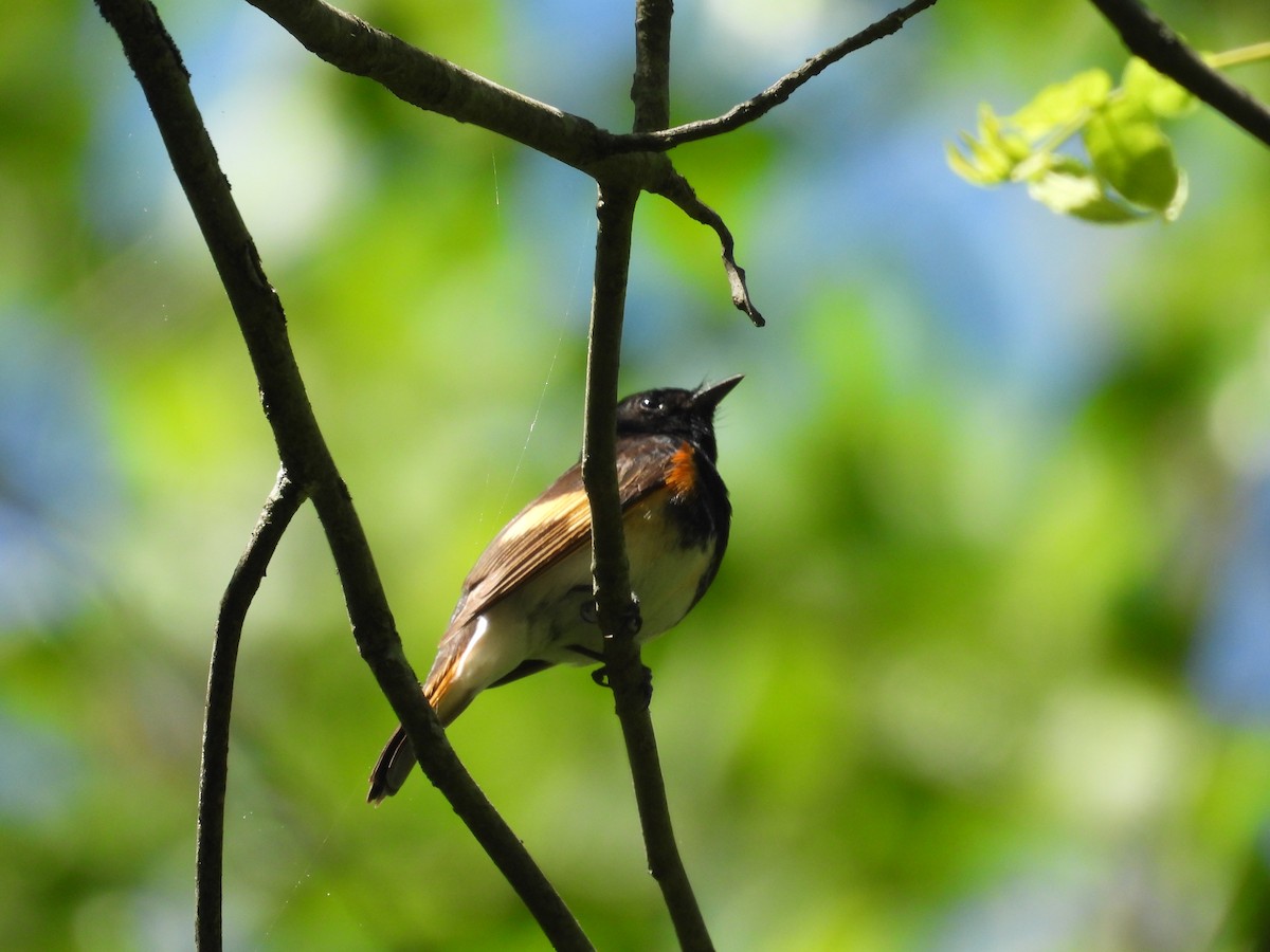 American Redstart - ML634631137