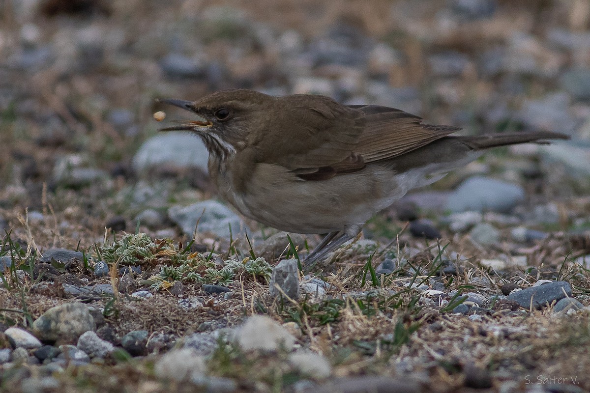 Кремовобрюхий дрозд - ML634631139