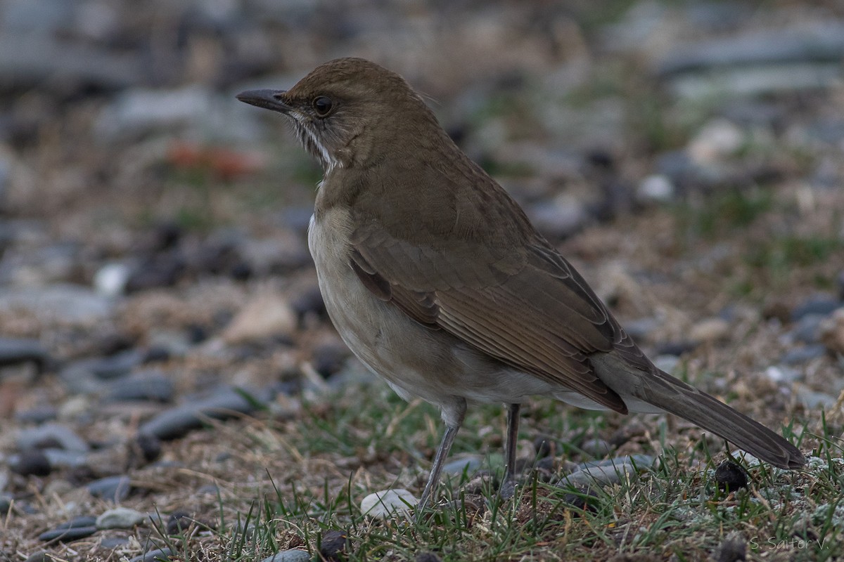 Кремовобрюхий дрозд - ML634631140