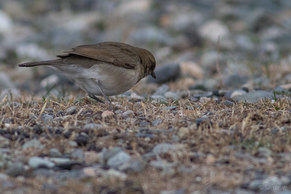 Кремовобрюхий дрозд - ML634631141