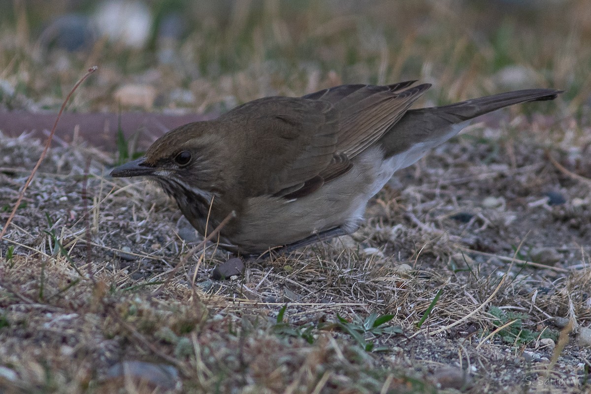 Кремовобрюхий дрозд - ML634631142