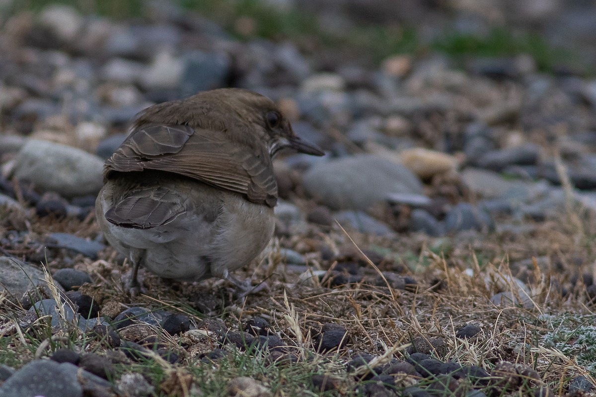 Кремовобрюхий дрозд - ML634631143