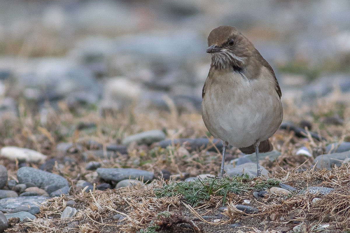 Кремовобрюхий дрозд - ML634631144