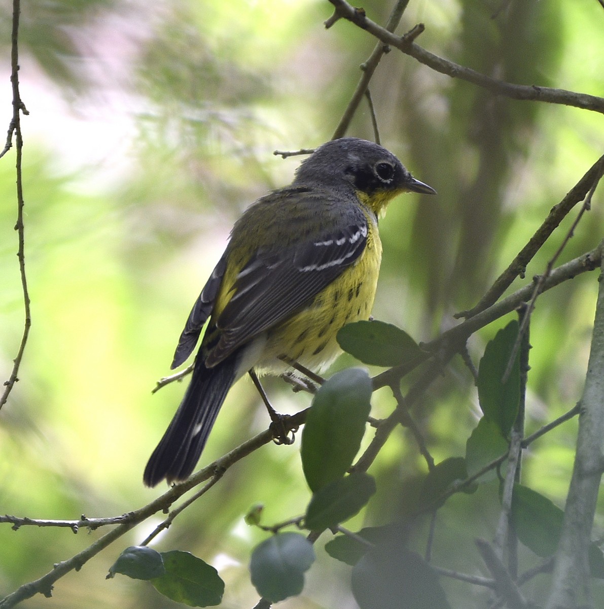 Magnolia Warbler - ML634631254