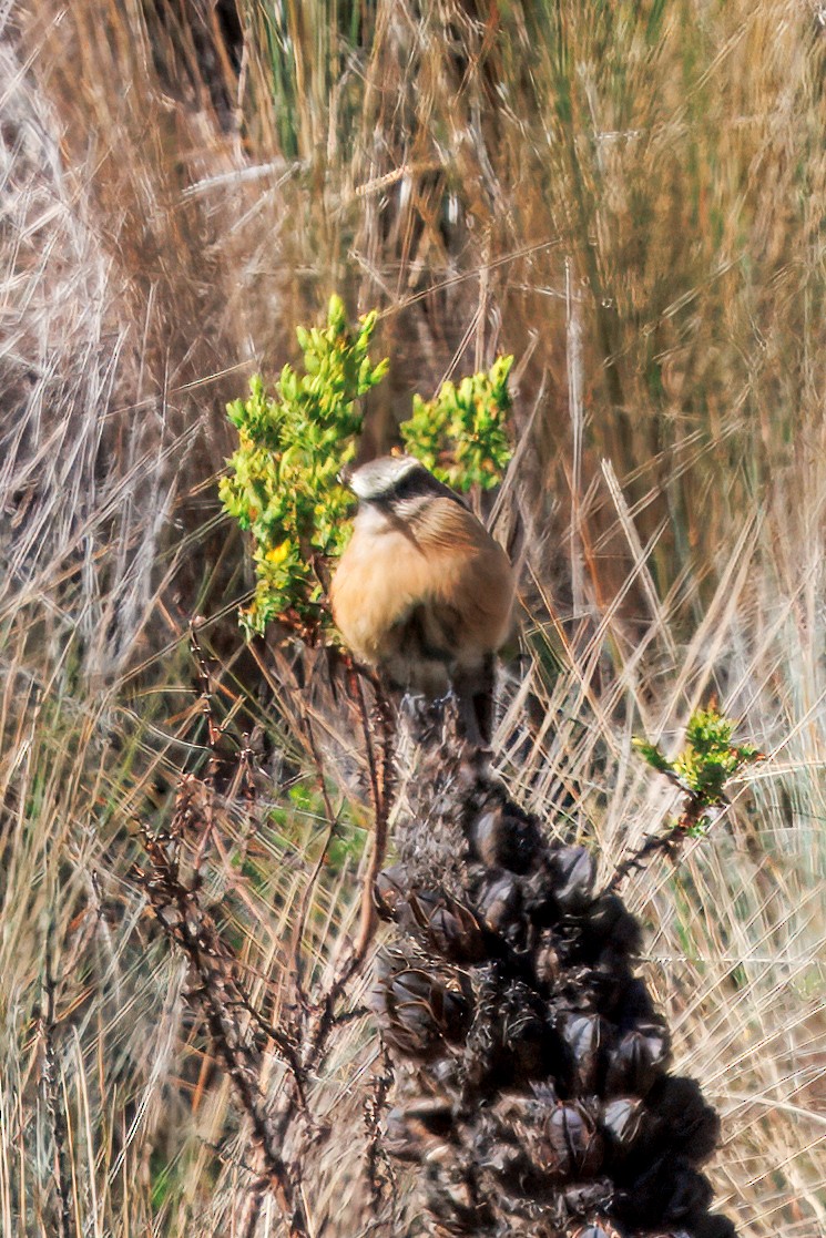 Brown-backed Chat-Tyrant - ML634631255