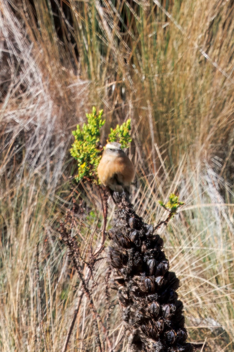 Brown-backed Chat-Tyrant - ML634631256