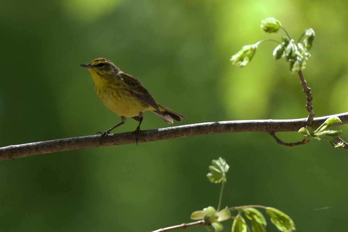 Palm Warbler - ML634631286