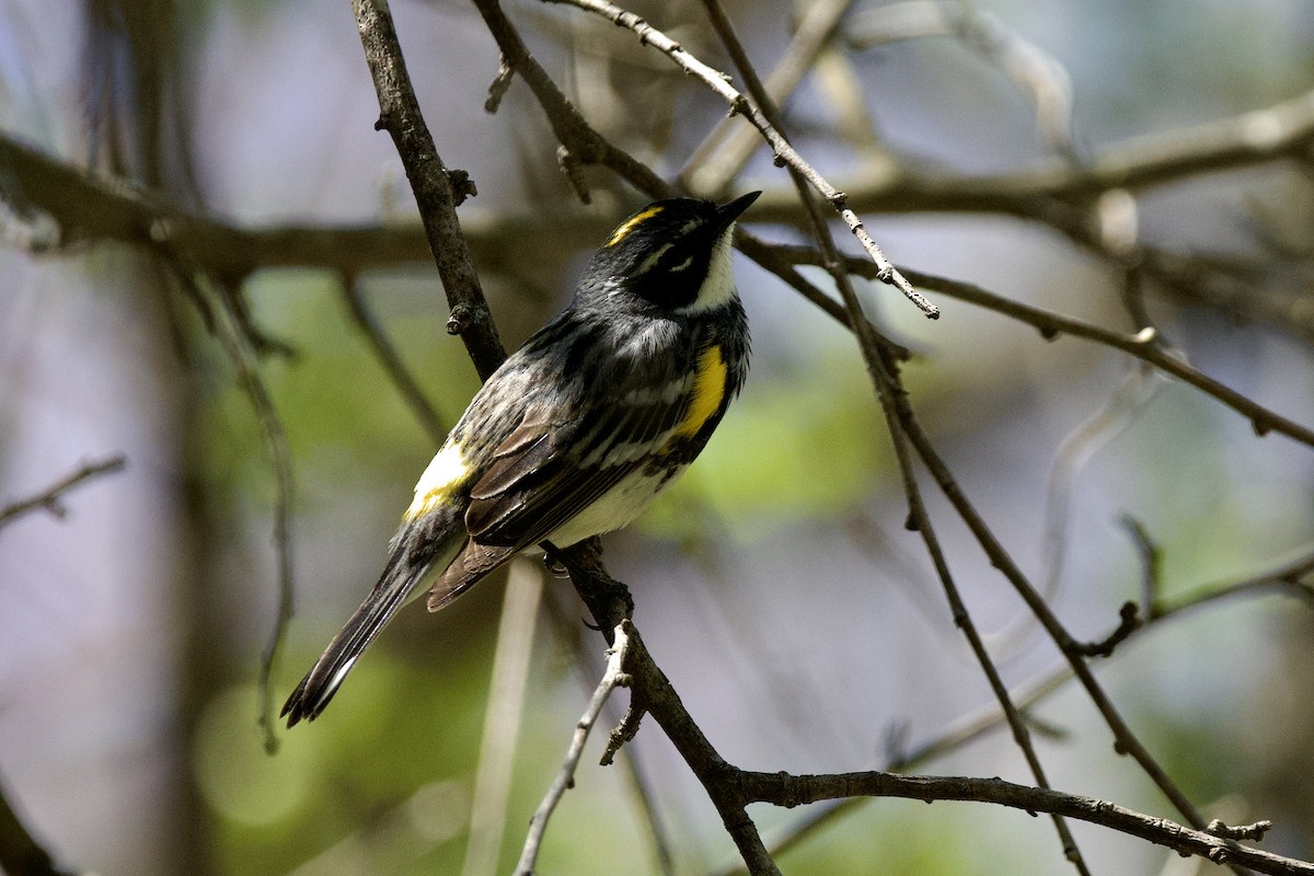 Yellow-rumped Warbler - ML634631296