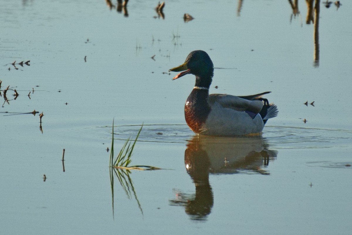 Stockente - ML634631406