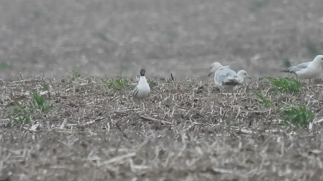 Franklin's Gull - ML634631516