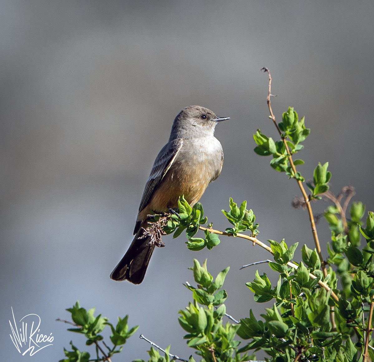 Say's Phoebe - ML634631518