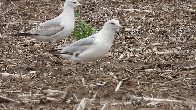 Ring-billed Gull - ML634631664
