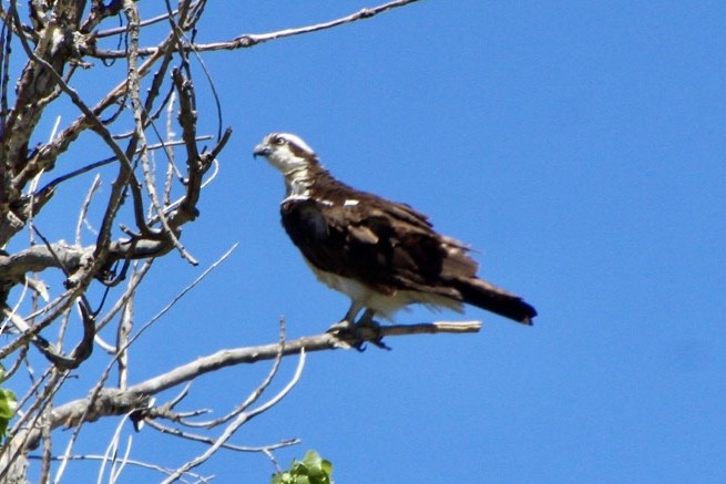 Osprey - ML634631769
