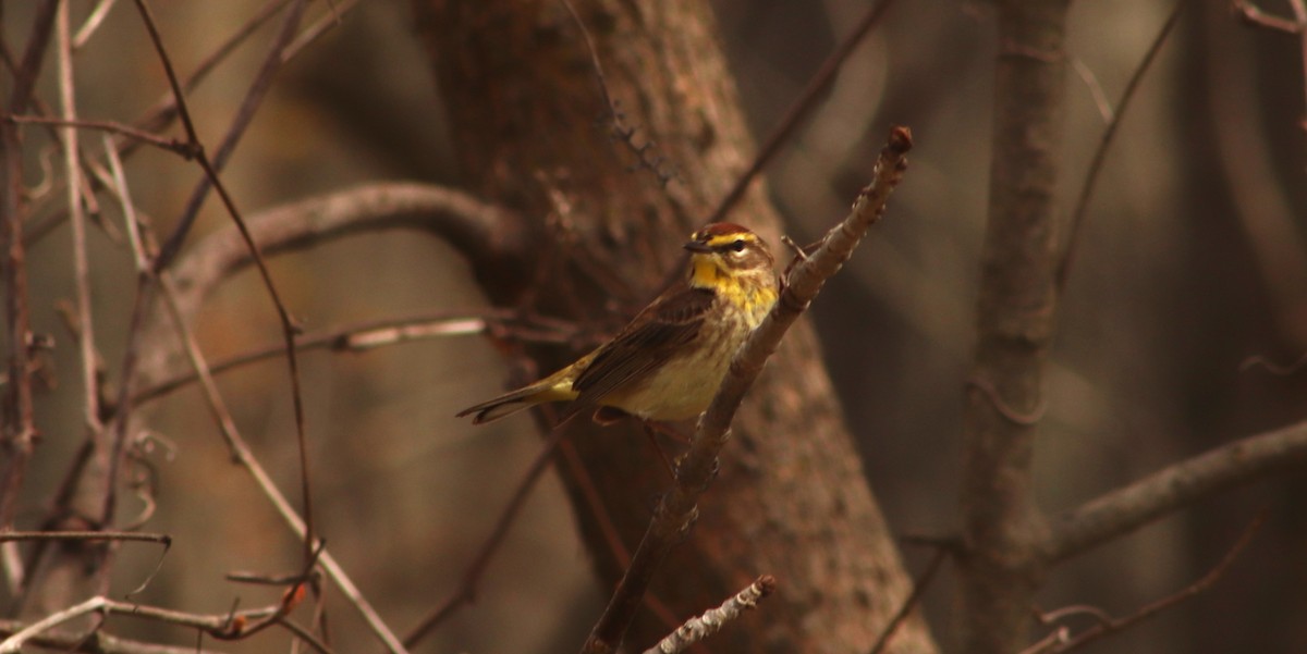 lesňáček bažinný - ML634631819