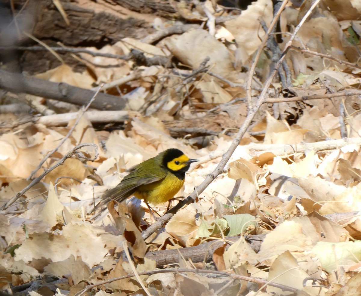 Hooded Warbler - ML634631841