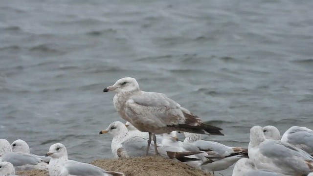 amerikagråmåke - ML634631860