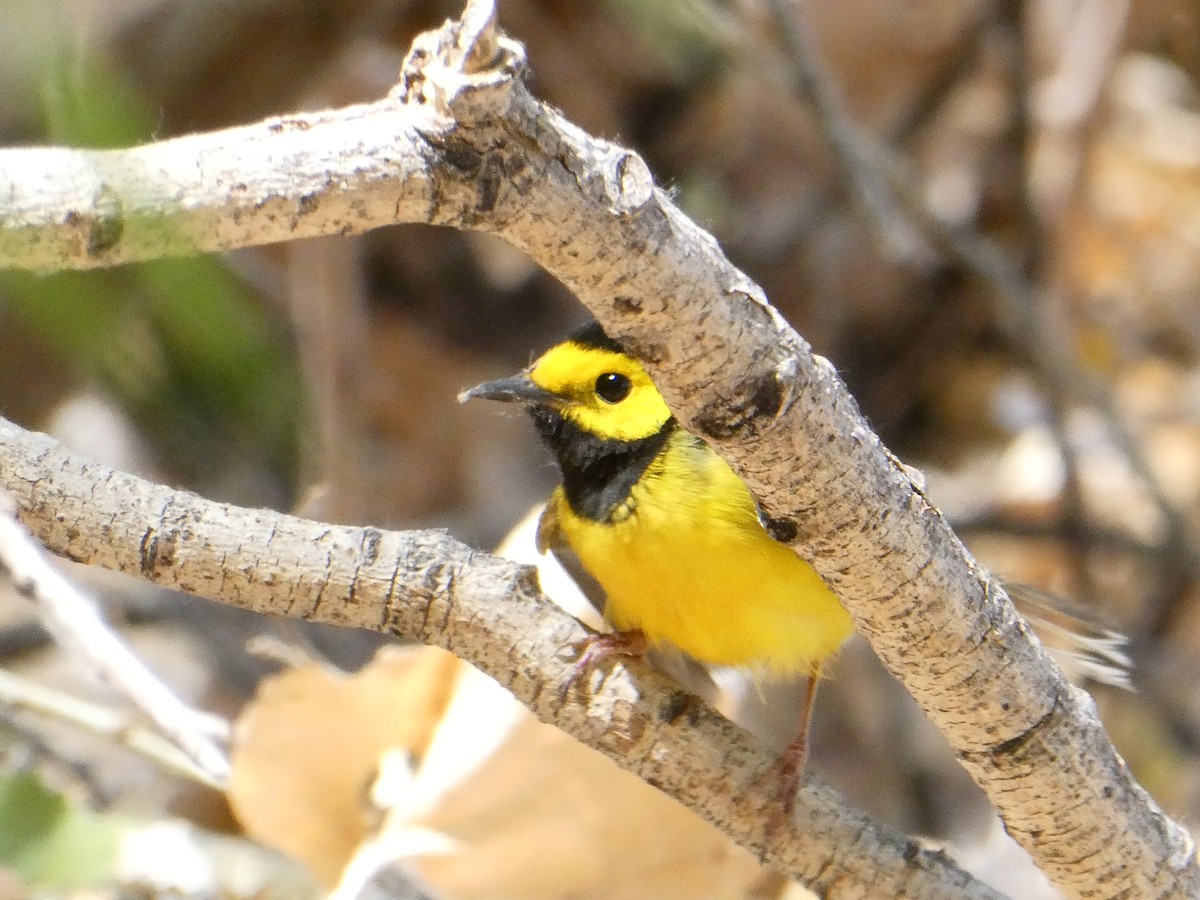 Hooded Warbler - ML634631904