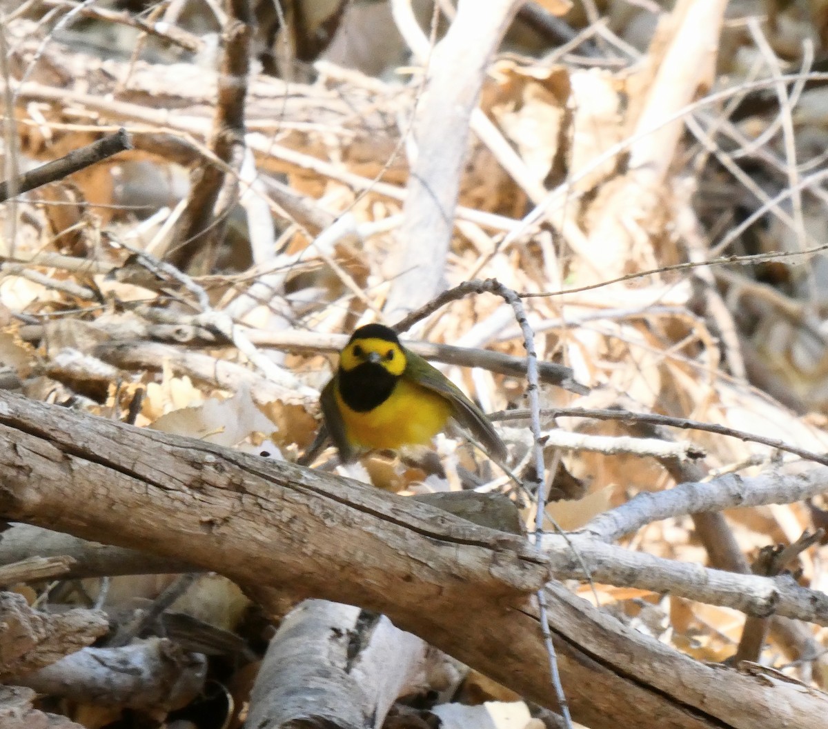 Hooded Warbler - ML634631934