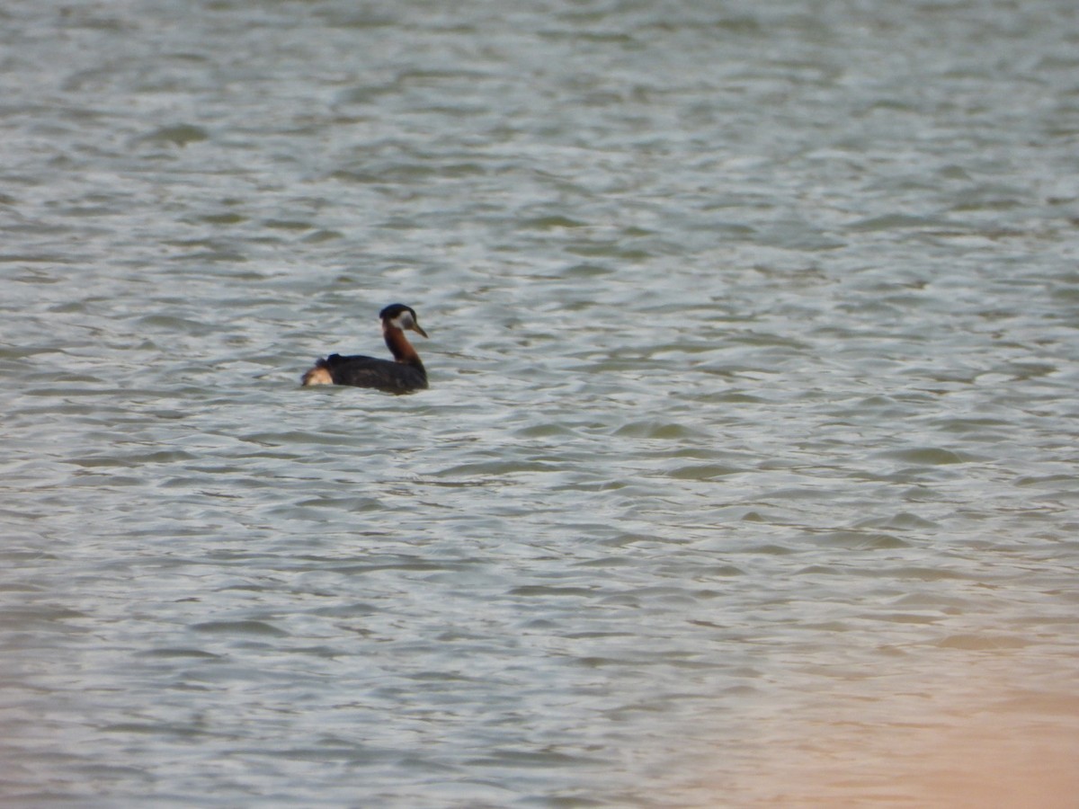 potápka rudokrká - ML634632253