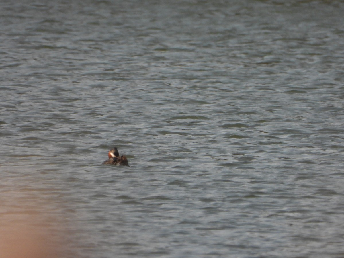 potápka rudokrká - ML634632254