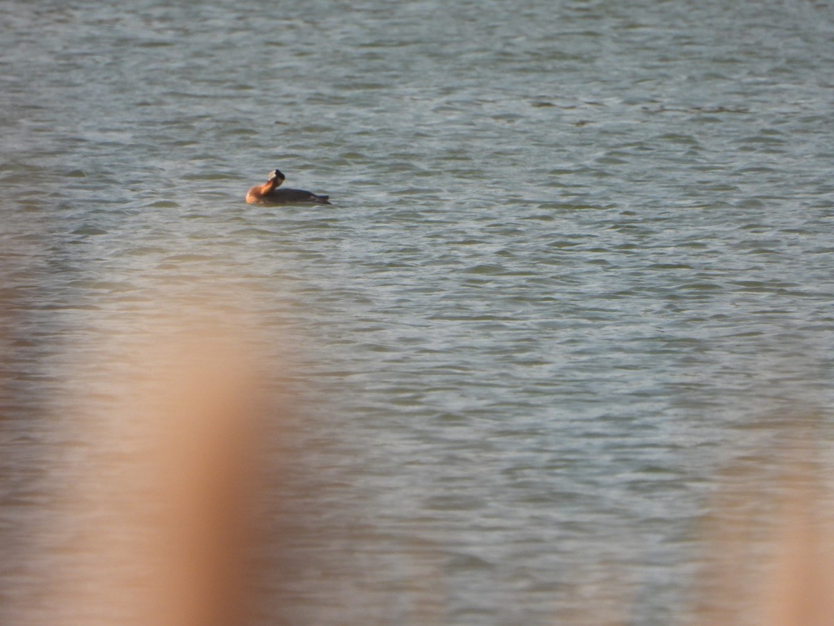 potápka rudokrká - ML634632255