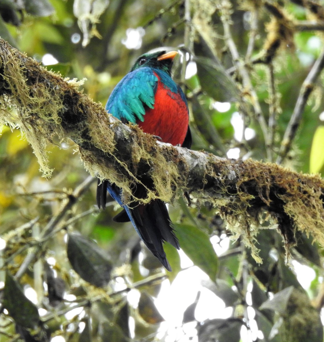 Golden-headed Quetzal - ML634632271