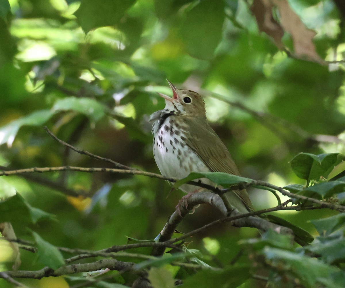 Ovenbird - Jen Pekkinen