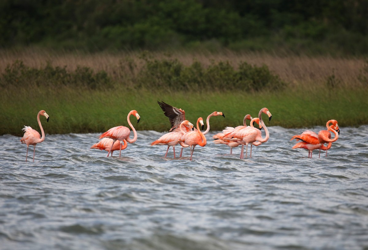 Flamenko gorria - ML634632379