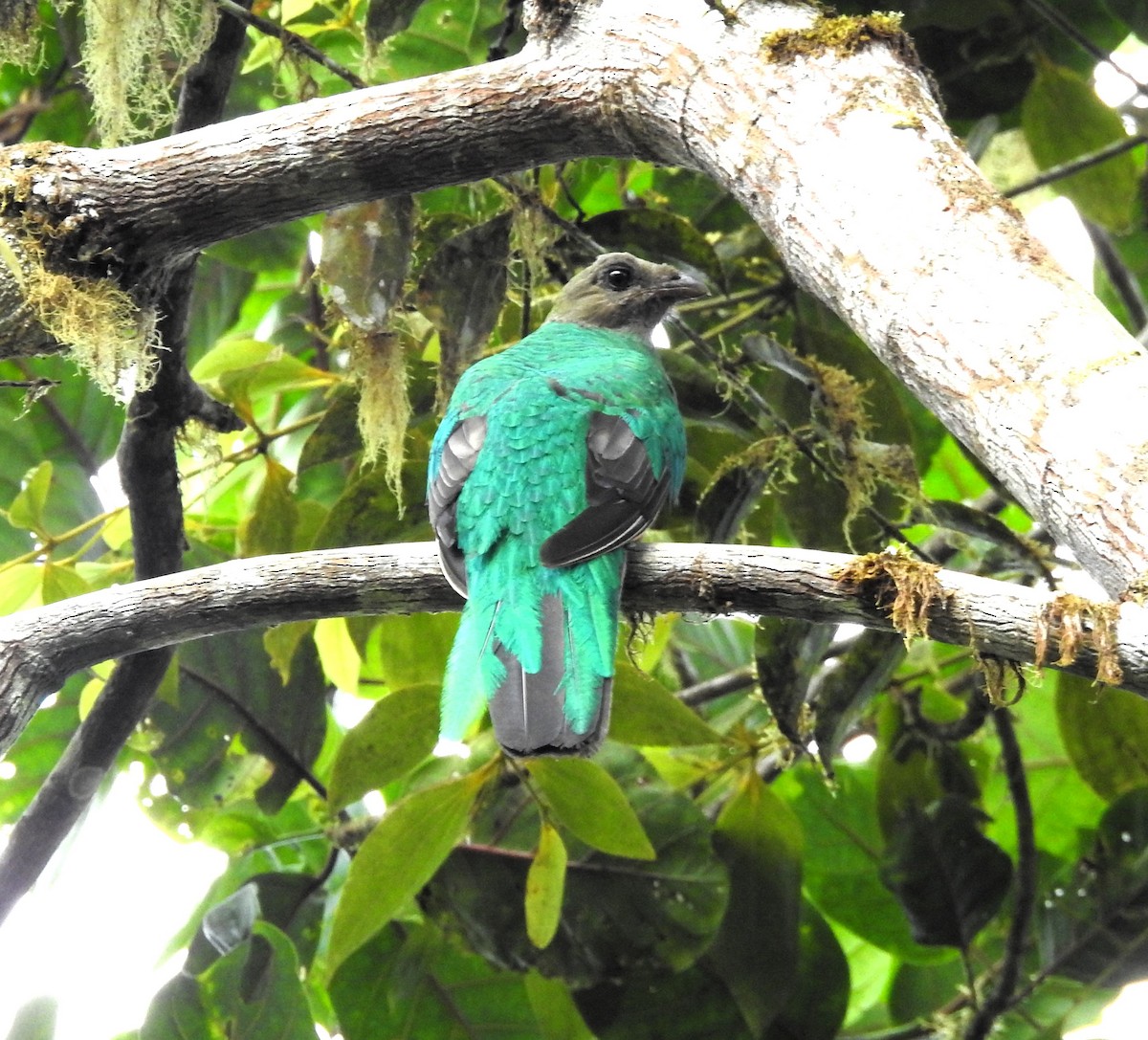 Golden-headed Quetzal - ML634632400